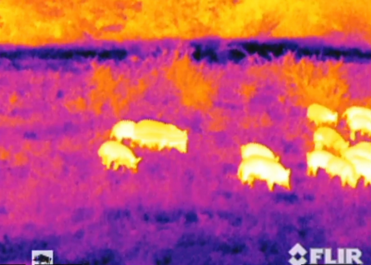 Тепловизионный монокуляр FLIR Prometheus 336 3-12x50 (30 Hz) (TAT173MN4PROM31) (Black)